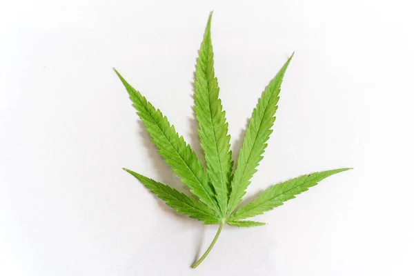 Cannabis Drugs Marihuana Blatt Nahaufnahme Auf Weißem Hintergrund — Stockfoto