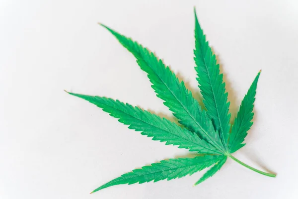 Cannabis Ναρκωτικά Φύλλα Μαριχουάνας Closeup Στο Λευκό Φόντο — Φωτογραφία Αρχείου