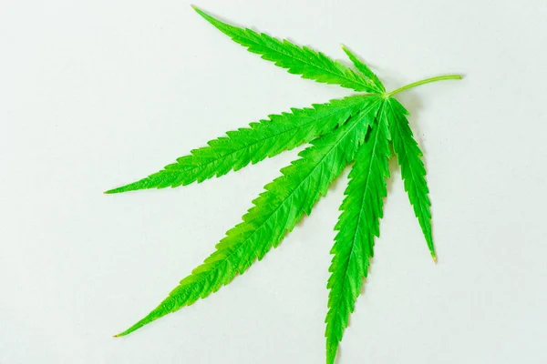 Primer Plano Hoja Marihuana Cannabis Drogas Sobre Fondo Blanco —  Fotos de Stock