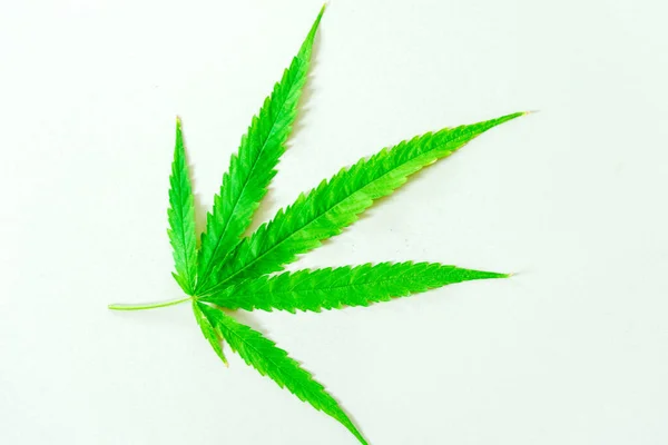 Cannabis Drogues Marijuana Feuille Gros Plan Sur Fond Blanc — Photo