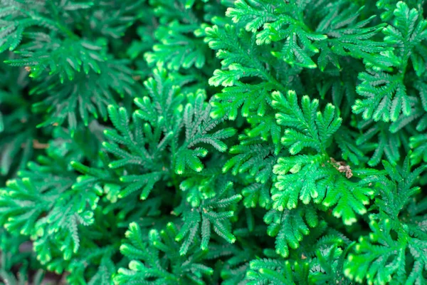 Spike Moss Selaginella Willdenowii Jardim Abstrato Fundo Spike Moss — Fotografia de Stock