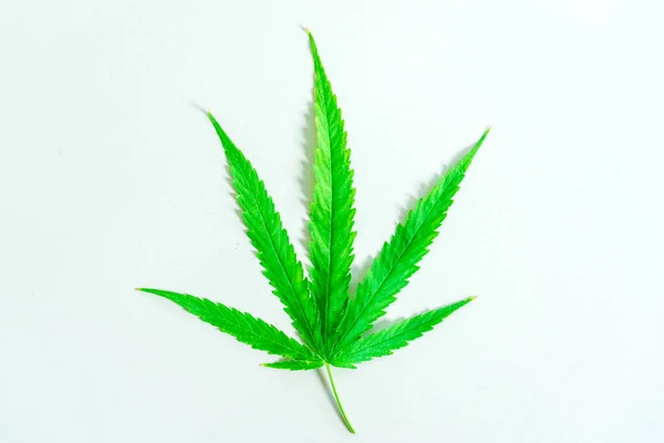 Cannabis Drugs Marihuana Blatt Nahaufnahme Auf Weißem Hintergrund — Stockfoto