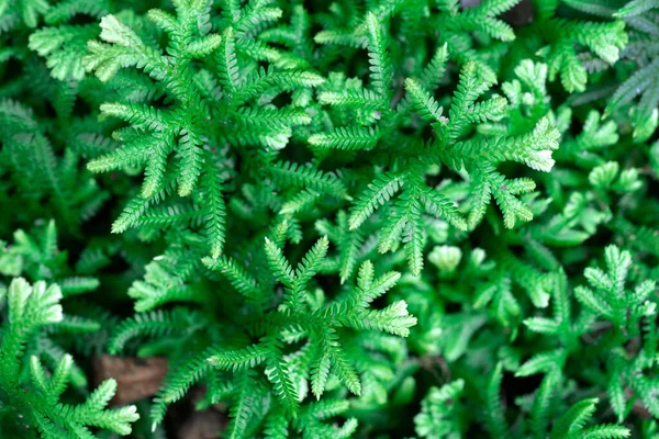 Spike Moss Selaginella Willdenowii Στον Κήπο Αφηρημένο Φόντο Spike Moss — Φωτογραφία Αρχείου