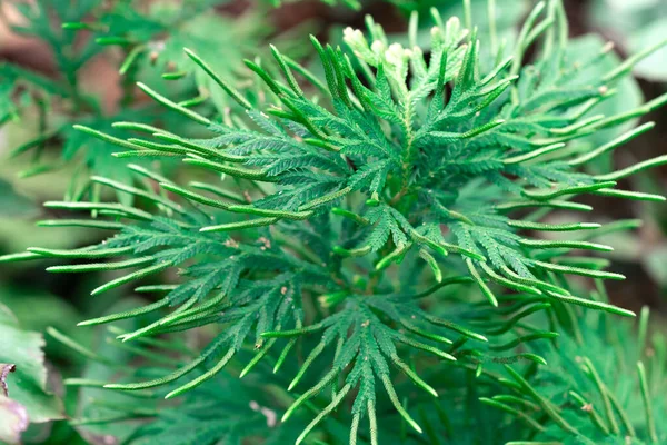 Spike Moss Selaginella Willdenowii Jardim Abstrato Fundo Spike Moss — Fotografia de Stock