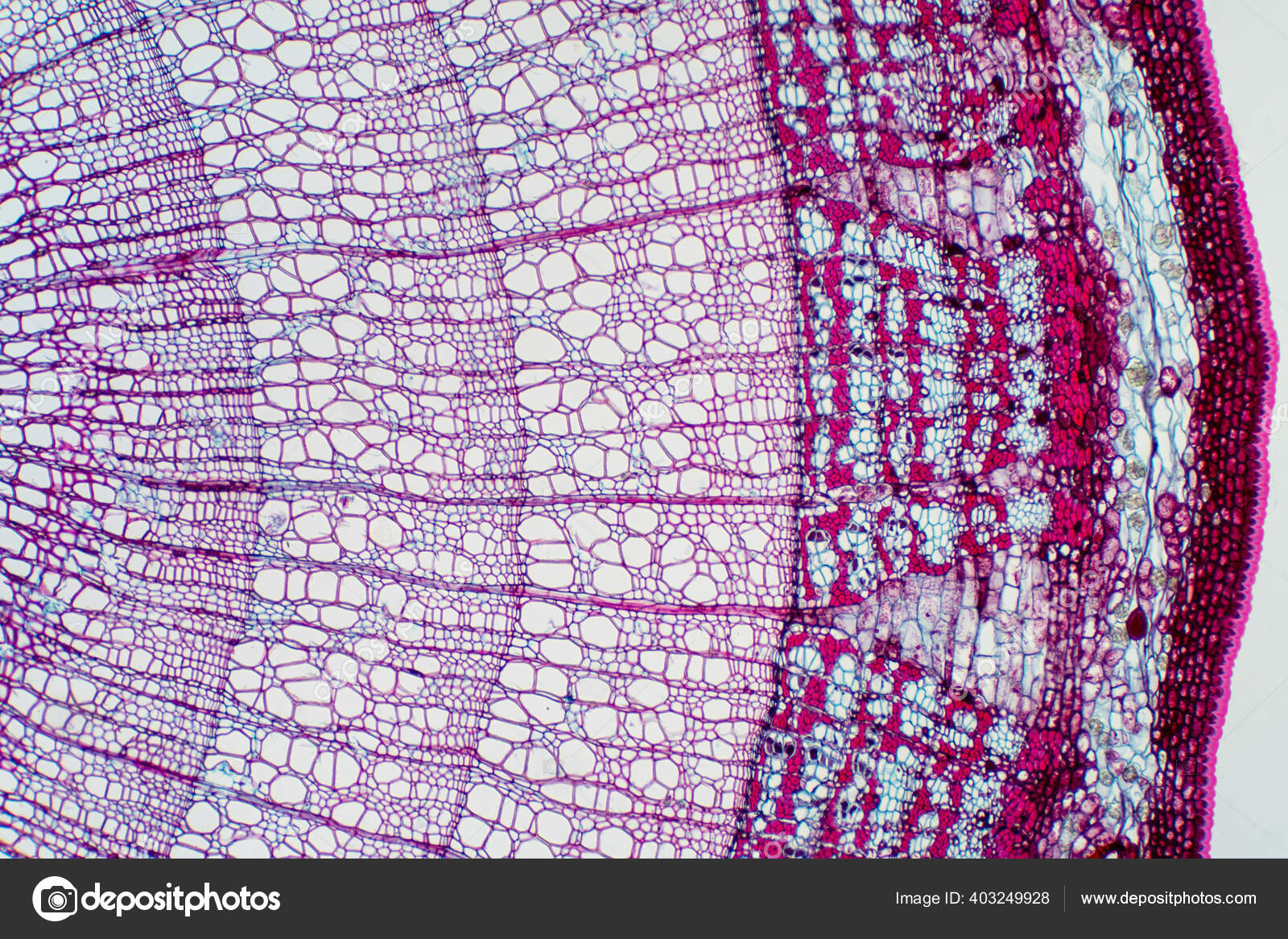 Cross Section Xylem Type Tissue Vascular Plants Transports Water Some —  Stock Photo © tonaquatic19 #403249928, image size:1600x1167