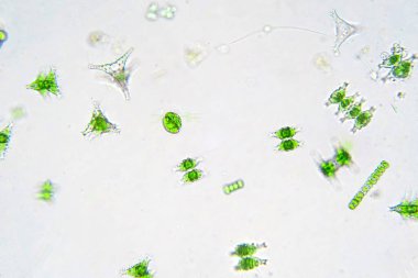 Laboratuvarda mikroskop altında tatlı su planktonları.