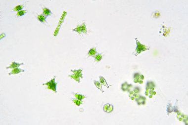 Laboratuvarda mikroskop altında tatlı su planktonları.