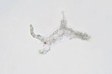 Amoeba proteusu bu küçük protozoan psödopodia adı verilen dokunsal çıkıntıları hareket etmek ve fagositoz olarak daha küçük tek hücreli organizmaları kullanmak için kullanır..