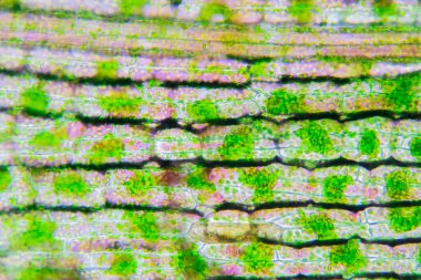 Eğitim için mikroskop altında bitki hücresi.