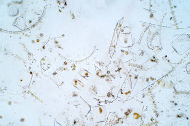 Mikroskop altında deniz planktonları.