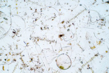 Mikroskop altında deniz planktonları.