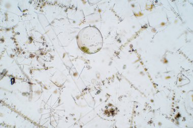 Mikroskop altında deniz planktonları.