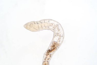 Eğitim için mikroskop altında Tubifex solucanı.