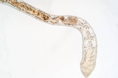 Eğitim için mikroskop altında Tubifex solucanı.