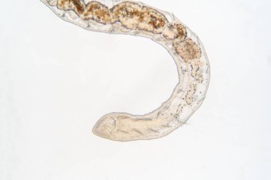 Eğitim için mikroskop altında Tubifex solucanı.