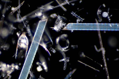 Mikroskop altında deniz planktonları (Diatomlar).