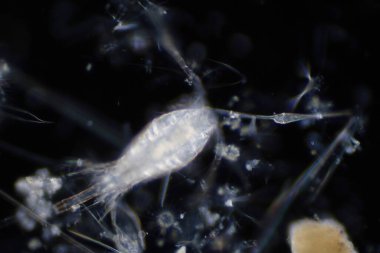Planktonlar okyanuslarda ve denizde sürüklenen organizmalardır. Zooplankton.