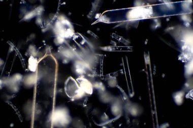 Mikroskop altında deniz planktonları (Diatomlar).