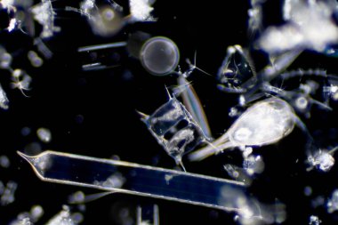 Mikroskop altında deniz planktonları (Diatomlar).