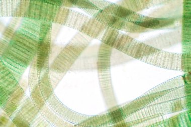 Laboratuvarda eğitim için mikroskobik görüş altında siyanobakteri (Oscillatoria) lifli.