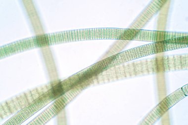 Filamentous of cyanobacteria (Oscillatoria) under microscopic view for education in laboratory. clipart