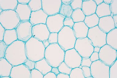 Bitki sapının mikroskop altında kesitleri, botanik eğitimi için Parenchyma Hücrelerinin Yapısını gösteriyor.