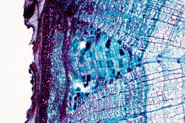 Enine kesit - Phloem, damar bitkilerinde su ve besin taşıyan bir doku türüdür. Bilimsel araştırma. Bitki dokusu yapısı.