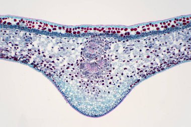 Eğitim için mikroskop altında Bitki 'nin çapraz bölüm yaprağı.