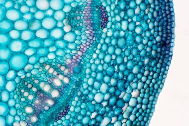 Eğitim bitkisi fizyolojisi için mikroskop altında bitki sapının çapraz bölümleri.