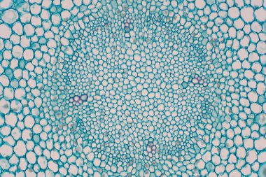 Bitki kökünün eğitim bitkisi fizyolojisi için mikroskop altında bölümleri.