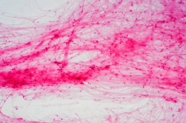 Mikroskop altında bölgeye bağlı doku var. İnsan fizyolojisi tarihi.