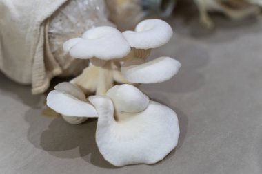 Evde istiridye mantarı yetiştiriyorum. Ev mutfağında istiridye mantarı yetişiyor..