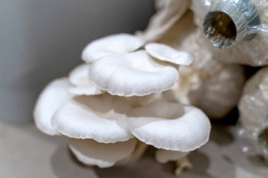 Evde istiridye mantarı yetiştiriyorum. Ev mutfağında istiridye mantarı yetişiyor..