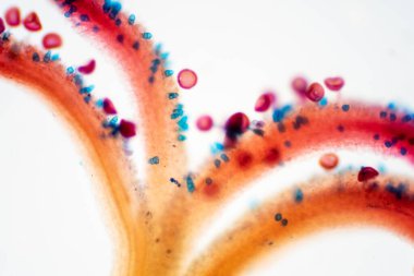 Polen taneleri bitkinin erkek üreme hücresini içeren mikroskobik bir gövdedir.. 