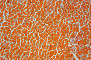 Mikroskop altında çapraz kesim kas iskeleti mikro hazırlık örnekleri (doku). İnsan anatomisinin tarihi.