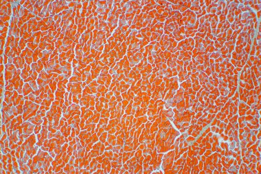 Mikroskop altında çapraz kesim kas iskeleti mikro hazırlık örnekleri (doku). İnsan anatomisinin tarihi.