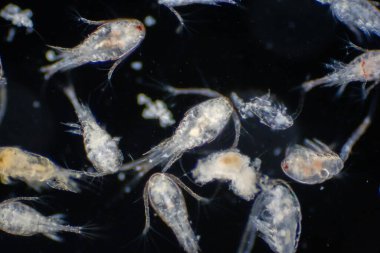 Kopepod (Zooplankton), deniz ve tatlı su habitatlarında bulunan küçük bir kabuklulardır..