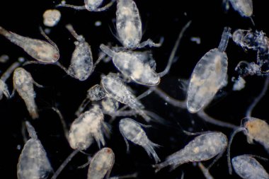 Kopepod (Zooplankton), deniz ve tatlı su habitatlarında bulunan küçük bir kabuklulardır..