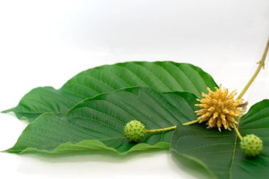 Mitragyna speciosa Korth (Kratom) bitkisel uyuşturucudur. Tedavi edici bir bitki ve bağımlılık yapıyor..