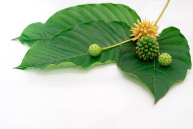 Mitragyna speciosa Korth (Kratom) bitkisel uyuşturucudur. Tedavi edici bir bitki ve bağımlılık yapıyor..