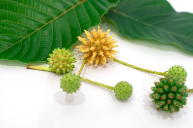 Mitragyna speciosa Korth (Kratom) bitkisel uyuşturucudur. Tedavi edici bir bitki ve bağımlılık yapıyor..
