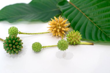 Mitragyna speciosa Korth (Kratom) bitkisel uyuşturucudur. Tedavi edici bir bitki ve bağımlılık yapıyor..