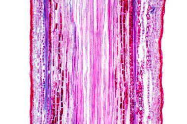 Eğitim için mikroskop altında damar dokusu ekin.