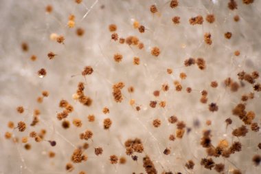 Eğitim için mikroskop altında ekmek küflü mantarlar.