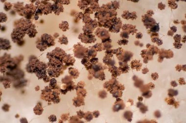 Eğitim için mikroskop altında ekmek küflü mantarlar.