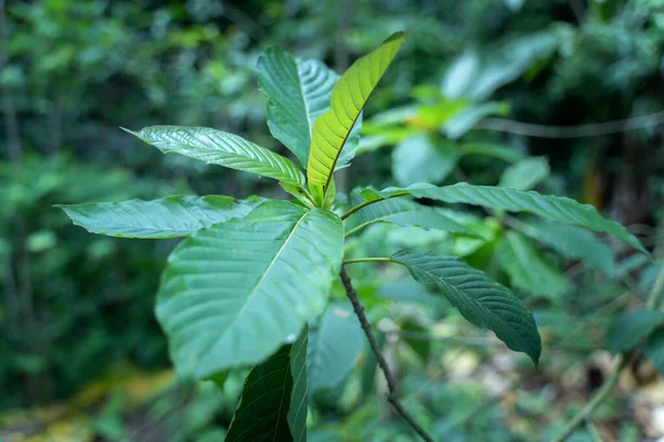 Mitragyna speciosa Korth (Kratom) bitkisel uyuşturucudur. Tedavi edici bir bitki ve bağımlılık yapıyor..