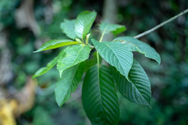 Mitragyna Speciosa Korth Kratom Droga Rostlin Léčivá Rostlina Návyková — Stock fotografie