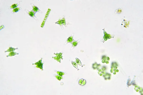 Édesvízi Plankton Mikroszkóp Alatt Laboratóriumban — Stock Fotó