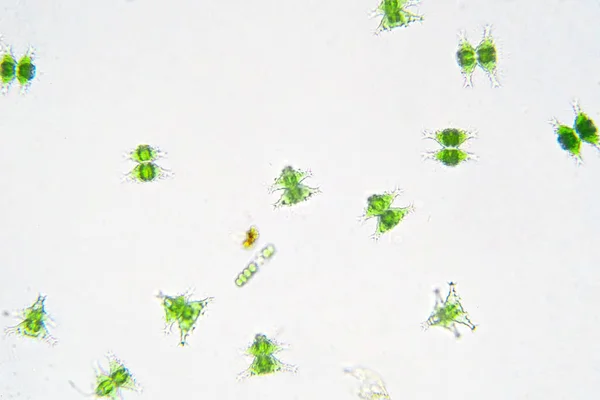 Υδατικό Πλαγκτόν Γλυκού Νερού Μικροσκόπιο Στο Εργαστήριο — Φωτογραφία Αρχείου