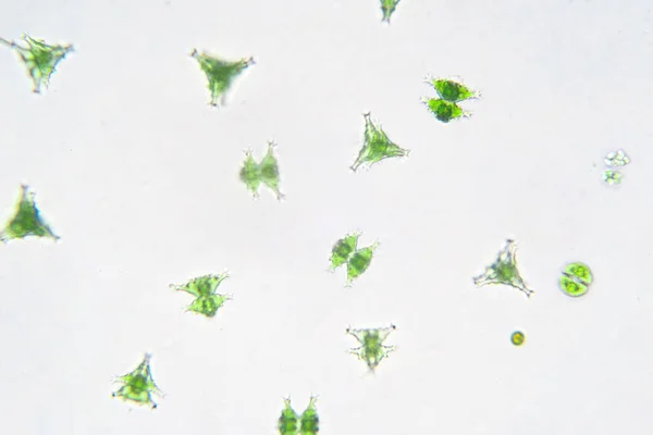 Sladkovodní Plankton Pod Mikroskopem Laboratoři — Stock fotografie